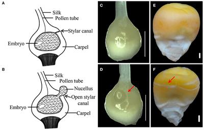 Development of Incompletely Fused Carpels in Maize Ovary Revealed by miRNA, Target Gene and Phytohormone Analysis